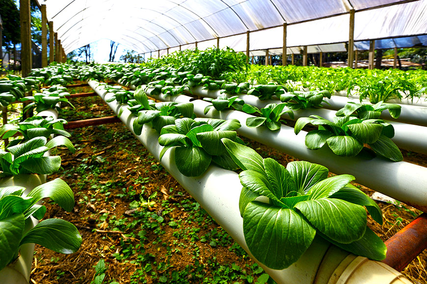 Aquaponics